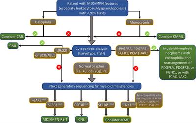 Atypical Chronic Myelogenous Leukemia, BCR-ABL1 Negative: Diagnostic Criteria and Treatment Approaches